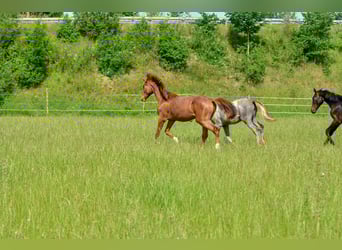 Hannoveraner, Stute, 1 Jahr, 172 cm, Fuchs