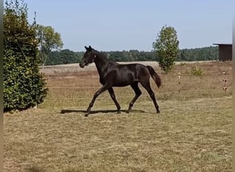 Hannoveraner, Stute, 1 Jahr, 172 cm, Rappe