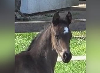 Hannoveraner, Stute, 1 Jahr, 172 cm, Schwarzbrauner