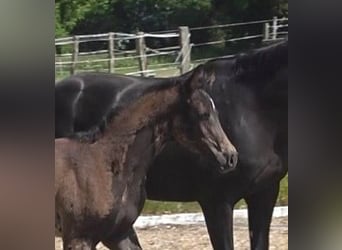 Hannoveraner, Stute, 1 Jahr, 172 cm, Schwarzbrauner