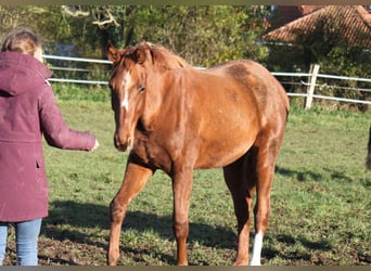 Hannoveraner, Stute, 1 Jahr, 173 cm, Fuchs