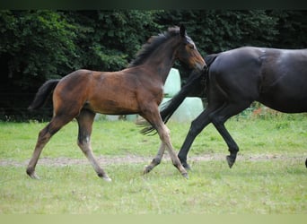 Hannoveraner, Stute, 1 Jahr, Brauner