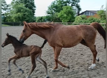 Hannoveraner, Stute, 1 Jahr, Brauner