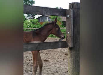 Hannoveraner, Stute, 1 Jahr, Brauner