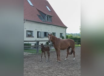 Hannoveraner, Stute, 1 Jahr, Brauner