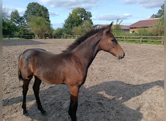 Hannoveraner, Stute, 1 Jahr, Brauner