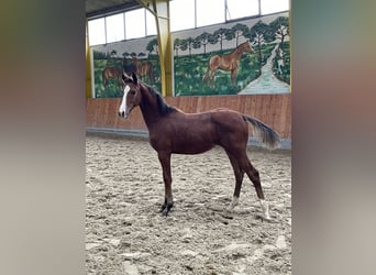 Hannoveraner, Stute, 1 Jahr, Brauner