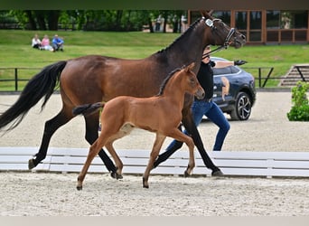 Hannoveraner, Stute, 1 Jahr, Brauner