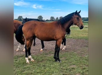 Hannoveraner, Stute, 1 Jahr, Brauner