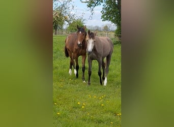 Hannoveraner, Stute, 1 Jahr, Brauner