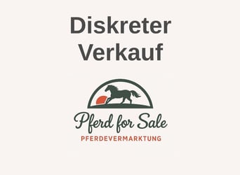 Hannoveraner, Stute, 1 Jahr