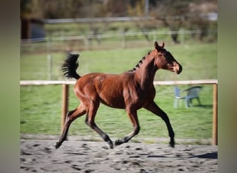 Hannoveraner, Stute, 1 Jahr, Dunkelbrauner