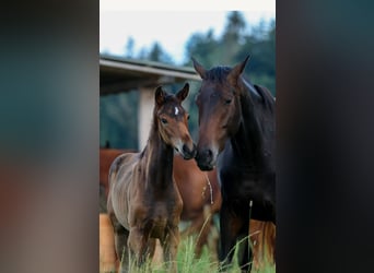 Hannoveraner, Stute, 1 Jahr, Dunkelbrauner