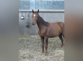 Hannoveraner, Stute, 1 Jahr, Dunkelfuchs