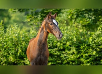 Hannoveraner, Stute, 1 Jahr, Dunkelfuchs