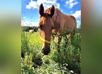 Hannoveraner, Stute, 1 Jahr, Dunkelfuchs