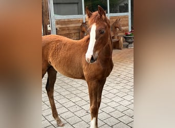 Hannoveraner, Stute, 1 Jahr, Fuchs