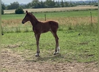 Hannoveraner, Stute, 1 Jahr, Hellbrauner