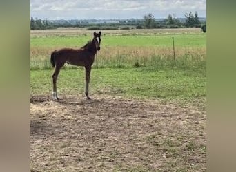 Hannoveraner, Stute, 1 Jahr, Hellbrauner