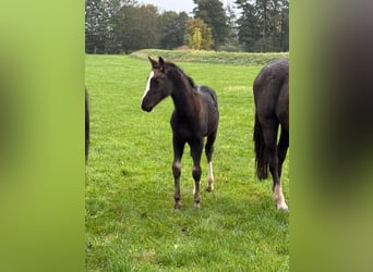 Hannoveraner, Stute, 1 Jahr, Rappe