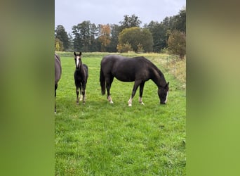 Hannoveraner, Stute, 1 Jahr, Rappe