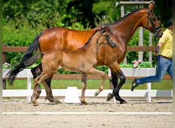 Hannoveraner, Stute, 1 Jahr, Rappe