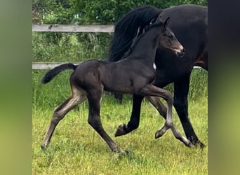 Hannoveraner, Stute, 1 Jahr, Rappe