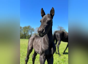 Hannoveraner, Stute, 1 Jahr, Rappe