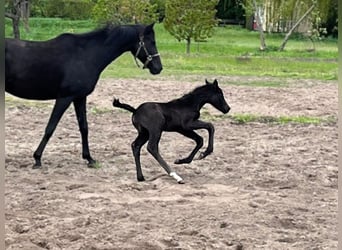 Hannoveraner, Stute, 1 Jahr, Rappe