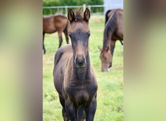 Hannoveraner, Stute, 1 Jahr, Rappe