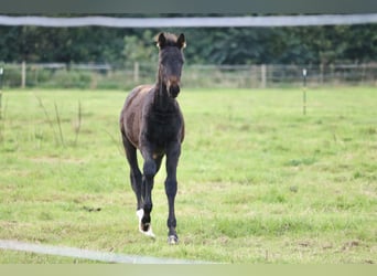 Hannoveraner, Stute, 1 Jahr, Rappe