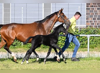 Hannoveraner, Stute, 1 Jahr, Rappe