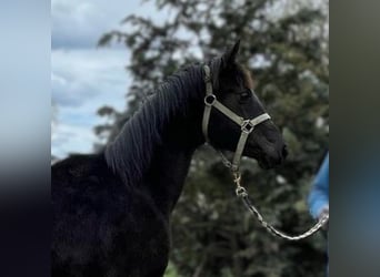 Hannoveraner, Stute, 1 Jahr, Schwarzbrauner