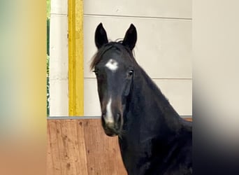 Hannoveraner, Stute, 1 Jahr, Schwarzbrauner