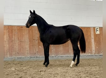 Hannoveraner, Stute, 1 Jahr, Schwarzbrauner