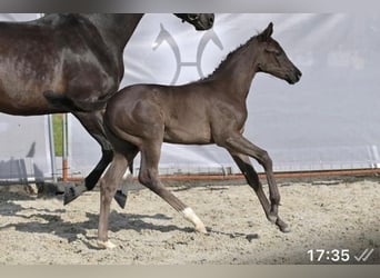 Hannoveraner, Stute, 1 Jahr, Schwarzbrauner