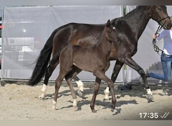 Hannoveraner, Stute, 1 Jahr, Schwarzbrauner