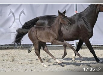 Hannoveraner, Stute, 1 Jahr, Schwarzbrauner