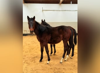 Hannoveraner, Stute, 1 Jahr, Schwarzbrauner