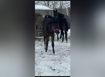 Hannoveraner, Stute, 1 Jahr, Schwarzbrauner