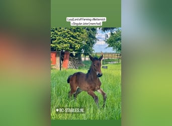 Hannoveraner, Stute, 1 Jahr