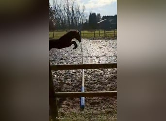 Hannoveraner, Stute, 1 Jahr