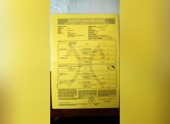Hannoveraner, Stute, 1 Jahr