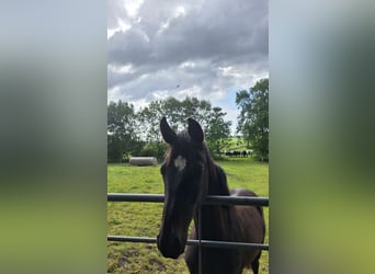 Hannoveraner, Stute, 1 Jahr
