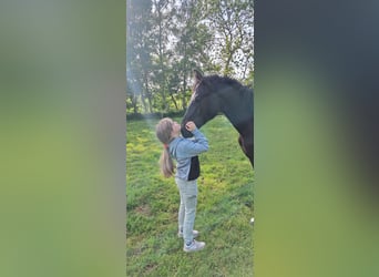 Hannoveraner, Stute, 1 Jahr