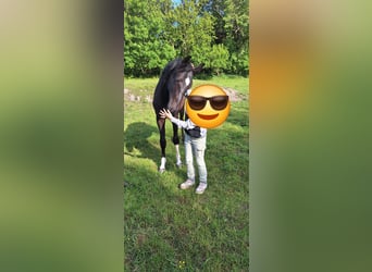 Hannoveraner, Stute, 1 Jahr