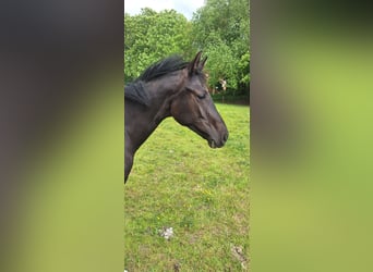 Hannoveraner, Stute, 1 Jahr