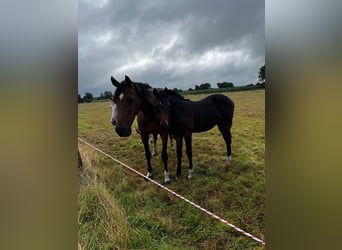 Hannoveraner, Stute, 1 Jahr