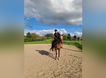 Hannoveraner, Stute, 20 Jahre, 156 cm, Dunkelfuchs