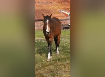 Hannoveraner, Stute, 20 Jahre, 163 cm, Brauner